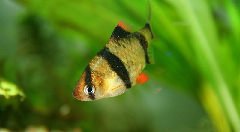 A stripped Tiger Barb fish