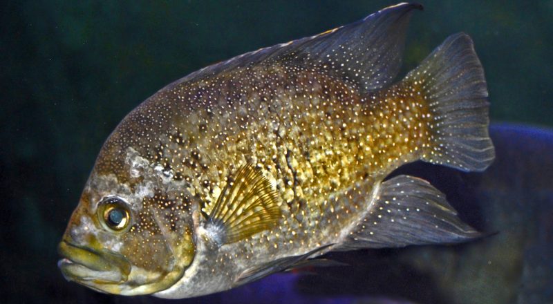 Hole-In-The-Head disease on a starry-night cichlid, By Hectonichus