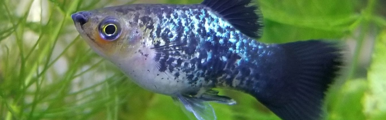 Close up image of a rainbow platy fish