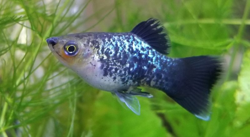 Close up image of a rainbow platy fish