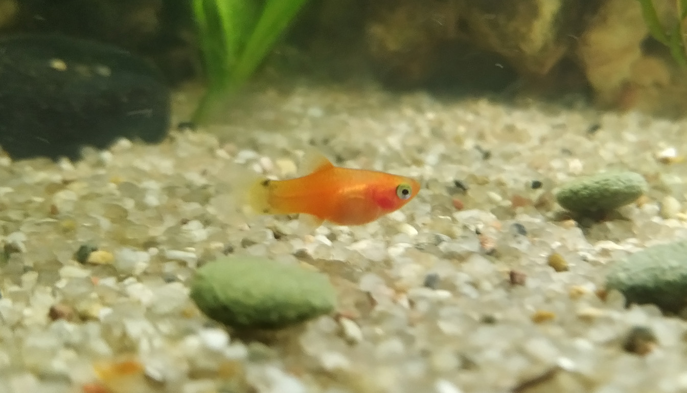 A juvenile platy fish