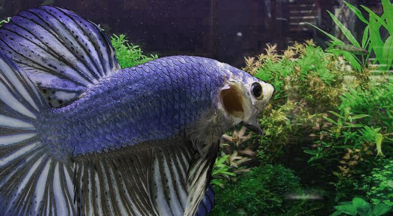 Bad Gill Flukes disease on a Beta Fish