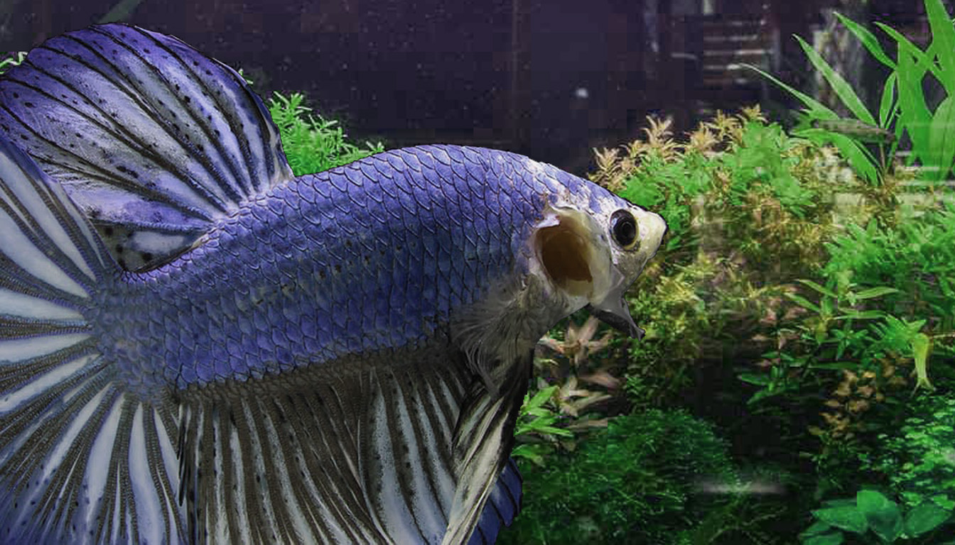 Bad Gill Flukes disease on a Beta Fish